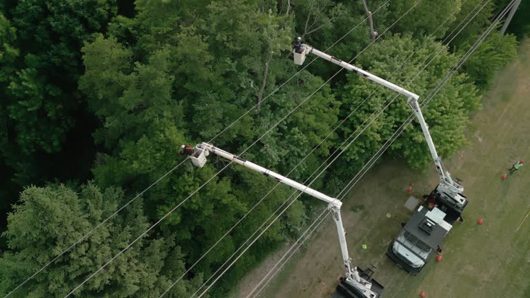 Best Tree and Shrub Care  in Maury, NC