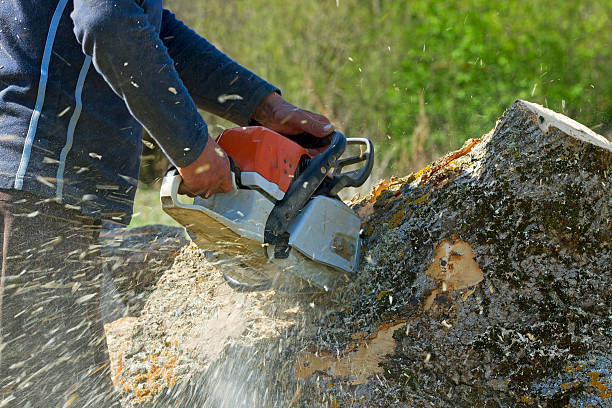 Best Lawn Irrigation Installation and Maintenance  in Maury, NC